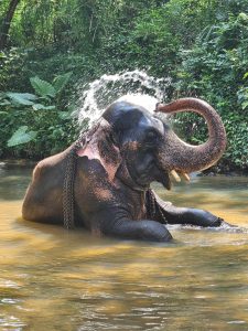 Elefánt árvaház, Sri Lanka