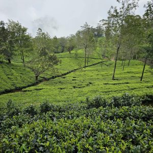 Teaföld, Sri Lanka